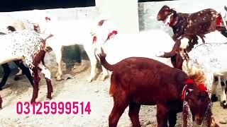 Ablak makhi cheni shera bakry at khizar mundra goat farm [upl. by Nuhs72]