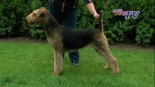 Airedale Terrier Informationen zur Rasse [upl. by Tam804]