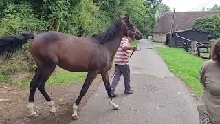 20240903 Pervenche au Haras du Pley [upl. by Shem]