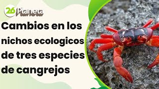 Detectan cambios en los nichos ecológicos de tres especies de cangrejo  26Planeta [upl. by Sirdi170]