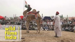 Camel dance during Pushkar mela Rajasthan [upl. by Jerry]