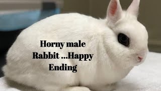 mating of rabbit bunny animal [upl. by Spector]