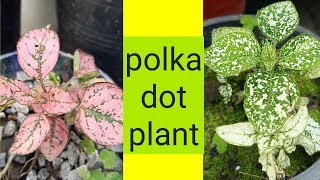 Polka dot plant propagation From Cutting [upl. by Belden]