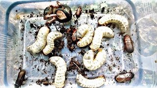 hunting beetle larva ground cockroache and some unique animal [upl. by Wellesley]