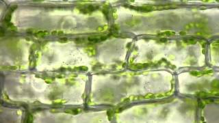 Cyclosis of chloroplasts in Elodea canadensis [upl. by Macdougall]