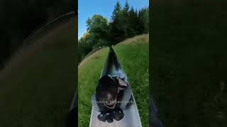 Extreme Alpine Slide Adventure Hits 70 kmh in Germany [upl. by Dare559]