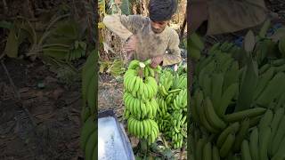 Banana is the best thing for agriculture fruit 🍌🍌🍌🍌 friut farming vairal [upl. by Eiresed]