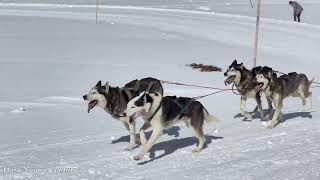 Schlittenhunderennen Bad Gastein  Sportgastein 2023 [upl. by Eri]