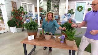 Ultimate Innovations 2pc Agapanthus Northern Star Live Plant on QVC [upl. by Zumwalt]