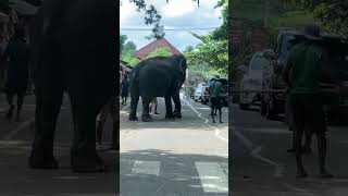 Pinnawala Elephant cross the road srilankatravel music elephant pinnawala srilankanelephants [upl. by Ehsiom]