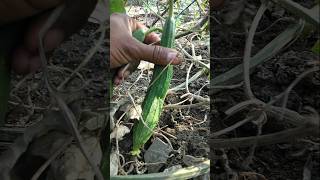 Harvesting Fresh ridge gourd nature farming ridgegourd shorts [upl. by Corina556]