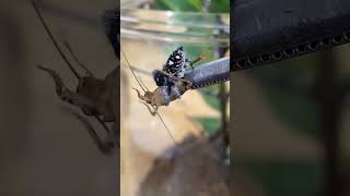 TONG FEEDING MY TAME JUMPING SPIDER Phidippus regius shorts [upl. by Lleret]