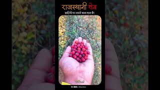 राजस्थानी सेब 🍎  bidasar bidasarrobhailo rajasthani [upl. by Huckaby]