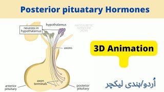 pituitary glandposterior pituitary hormones animation [upl. by Tratner]