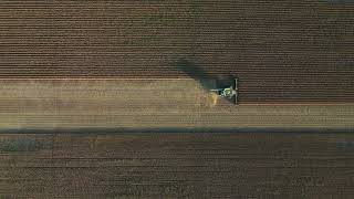 Pickin Beans  Beaufort County NC USA October 2024 [upl. by Lindblad]