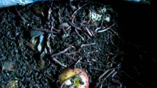 Composting Worms Eating Away On Fruit Waste  Terracycle Singapore [upl. by Klina]