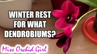 Which Dendrobium orchids need a winter rest [upl. by Weeks321]