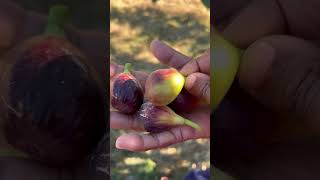 fig fruit harvest shorts youtubeshorts [upl. by Roid]