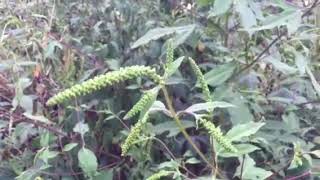 Giant Ragweed in Bloom [upl. by Channa223]