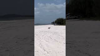 K’gari Dingo on a beach [upl. by Anaitak]