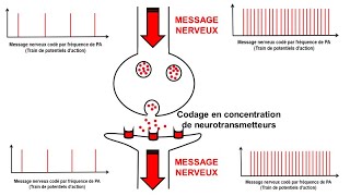 Enzymologie  Inhibiteurs compétitifs [upl. by Rodablas551]