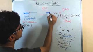 Recombinant protein [upl. by Fabe]