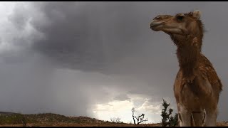 Breathtaking Desert Monsoon Thunderstorm w Camels amp Sheep موسم جمل HD 1080p [upl. by Armahs]