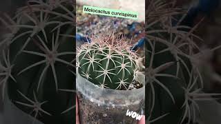 Melocactus curvispinus de 4 años de edad plantas suculentas cactus shorts [upl. by Anahsahs]