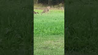 Tecomate food plot and little fellas feeling testing their antlers deer hunting bucks [upl. by Osnohpla]