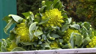 Terroir  le chou romanesco lautre prince de Bretagne [upl. by Brocklin]