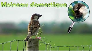 MOINEAU DOMESTIQUE en période de nourrissage [upl. by Asseret]