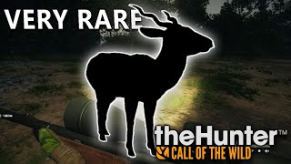 I Hunted a VERY RARE Blackbuck in Sundarpatan  theHunter Call of the Wild [upl. by Kubetz]