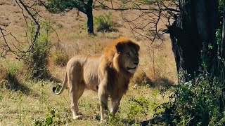 Male Lion following an Injured Lioness  Serengeti  Sababora   12 September 2024 [upl. by Lessig]