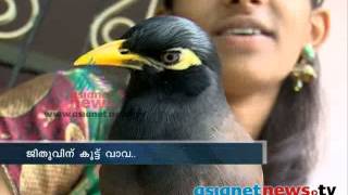 Mynah amazing bird that can imitate any sound ജീതുവിന്‌ കൂട്ട് വാവ [upl. by Darrelle889]