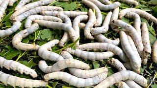 Silkworms life cycle from egg to moth in one minute [upl. by Krischer]