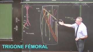 Anatomie du trigone fémoral Membre inférieur 2 [upl. by Alita]