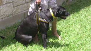 ComfortFlex Sport Harness  The Padded Quick Fitting Harness For Dogs [upl. by Cecilla752]