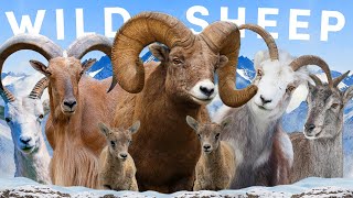 All 8 Wild Sheep Species Including 2 Controversial [upl. by Bess]