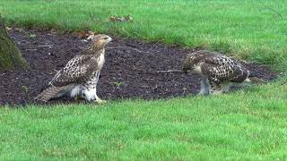 Fledgling Hawks attack Branches [upl. by Sessylu]