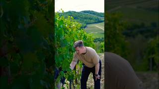 From Vine to Wine Harvesting Sangiovese Grapes in Chianti Classico 🍷 [upl. by Trask]