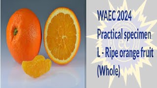 WAEC 2024 BIOLOGY PRACTICAL SPECIMEN L POSSIBLE QUESTION AND ANSWER waec2024 waec foryou [upl. by Beeck]