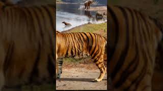 The ngandong Tigerlargest tiger ever facts [upl. by Kindig]