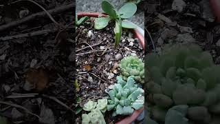 Hermosas crassulas y stapelia schinzii cactus sucus flores jardin [upl. by Anertal899]