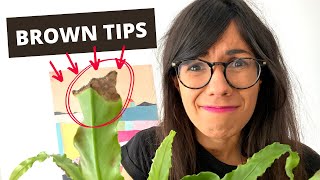 Birds Nest Fern BROWN TIPS and how to fix it [upl. by Anabahs356]