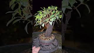 Ficus microcarpa bonsai tree growing in the rock [upl. by Araj874]