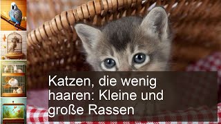 Katzen die wenig haaren Kleine mittelgroße und große Rassen und ihr Fell [upl. by Wehtta639]