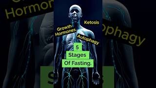 5 Phases Of Fasting  autophagy  ketosis  shorts [upl. by Meter]