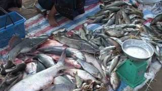 Fisheries in Lao PDR by Mekong River Commission [upl. by Ayanal752]