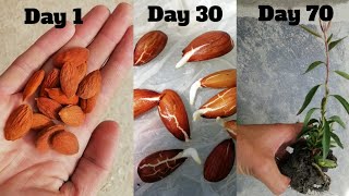 How to grow almonds tree at home [upl. by Cornell670]