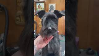 I transformed this schnauzer face schnauzer doggroomingtips schnauzergroom jessronagrooming [upl. by Brier]